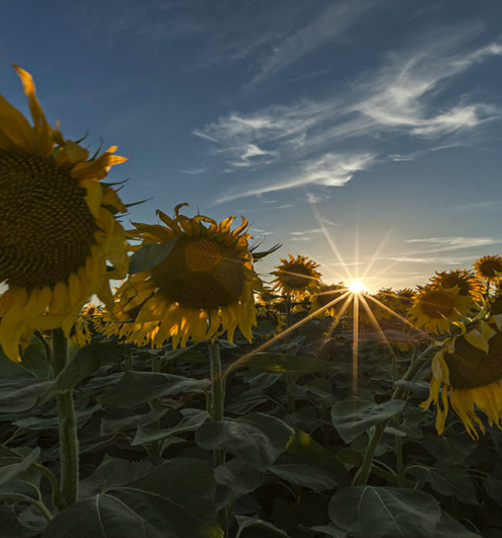 Girasoles. Foto mariajo12