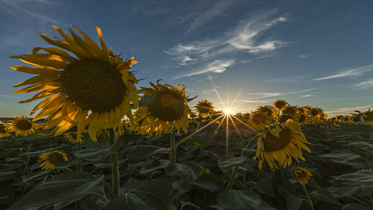 Girasoles. Foto mariajo12