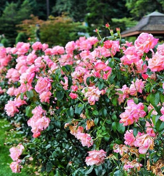 Jardín japonés de Portland Foto: Scott & Eric Brendel