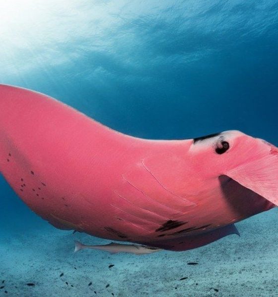 Mantarraya rosa Foto: Kristian Laine
