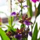 Orquídea. Foto. Pedro de Oliviera