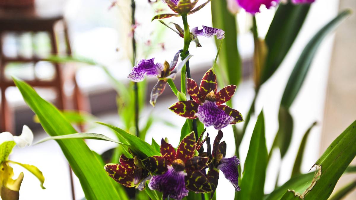 Orquídea. Foto. Pedro de Oliviera