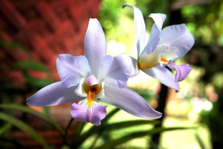 Orquídeas. Foto Jorge Morales