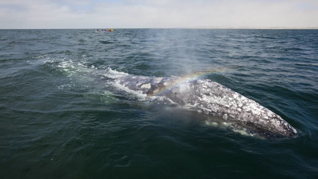Portada. Santuario de la ballena gris en Comondú. Imagen: SEMARNAT 1