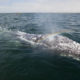 Portada. Santuario de la ballena gris en Comondú. Imagen: SEMARNAT 1