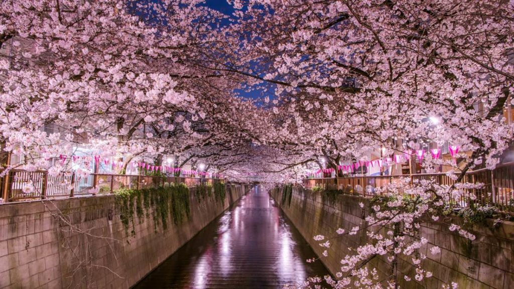 Primavera en Japón. Foto: Travel Times