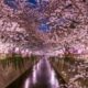 Primavera en Japón. Foto: Travel Times