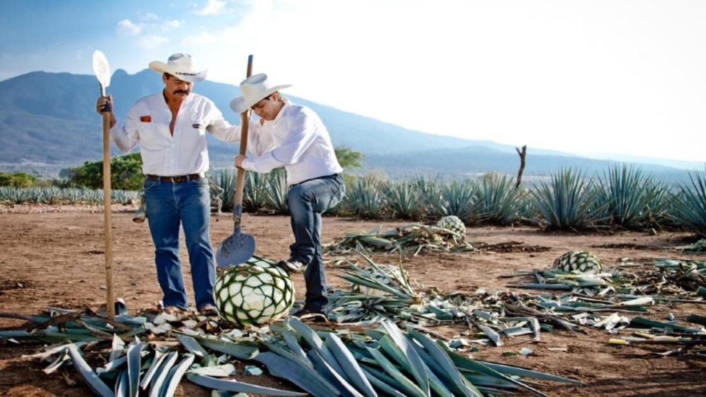 Proceso del tequila. Foto: Archivo