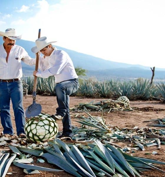 Procesó del tequila Foto Archivó