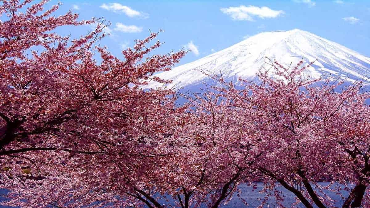 Розовые деревья в горах. Сакура черри блоссом дерево. Япония дерево Сакура. Вишня Фудзи дерево. Сакура сидарезакура.
