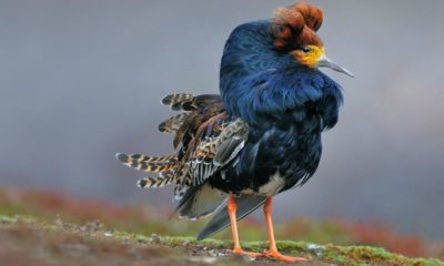 Picasa Foto: Aves en Baja California