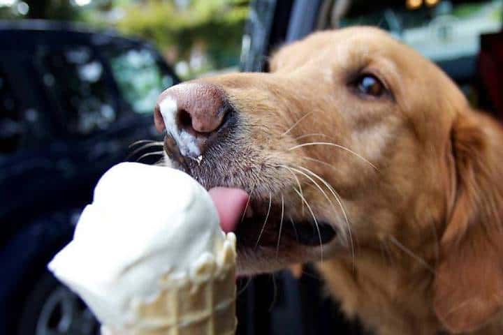 Perrito comiendo helado Foto: Erizos 