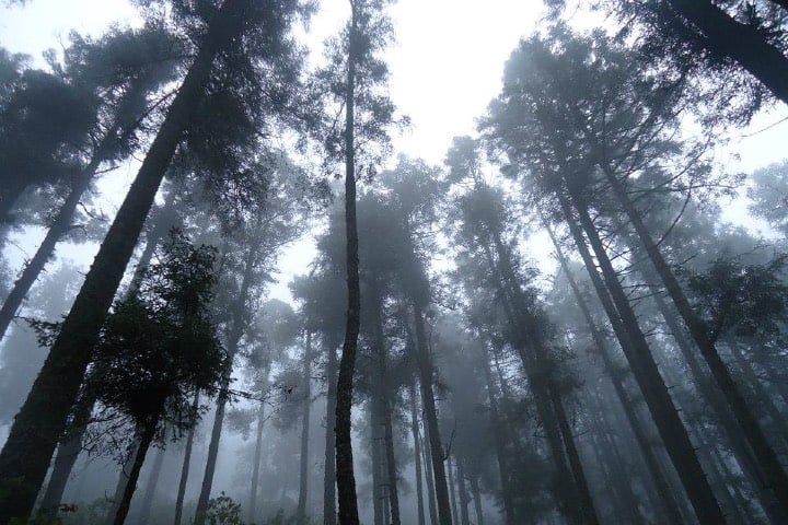 Bosques de Uruapan, sede de la leyenda de la Cañada de las Vírgenes Foto Berma Ferra