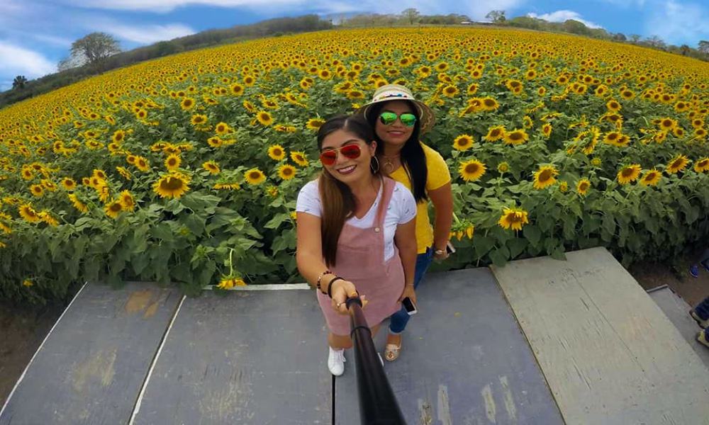 Los 5 campos de flores más instagrameables de México! | El Souvenir