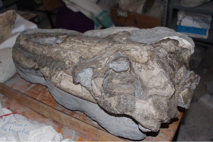Fósil encontrado en Loreto, Baja California Sur Foto BCS Noticias