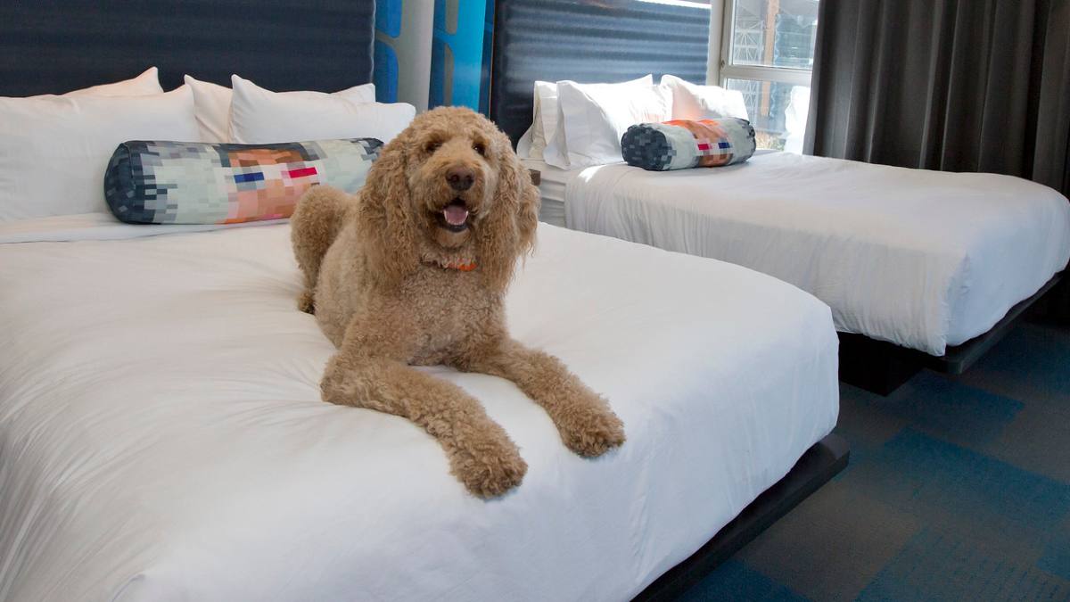 Hoteles pet friendly. Foto Pet Friendly florida (1)