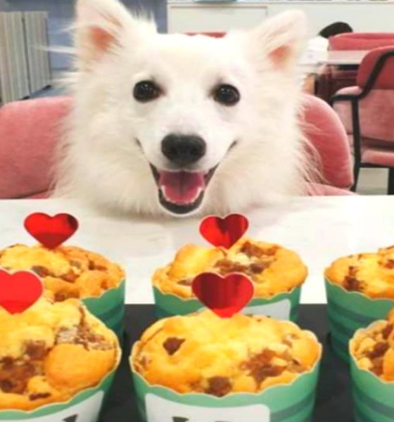 Los mejores lugares pet friendly del mundo. Foto: The Grandstand