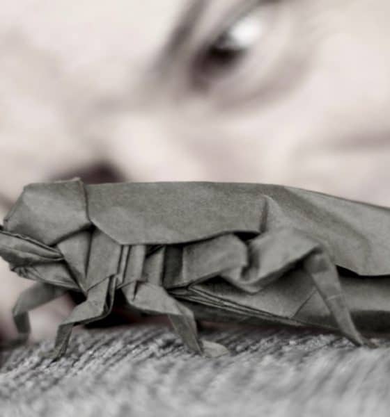 Origami Foto Rafael Rodrigo Perurena