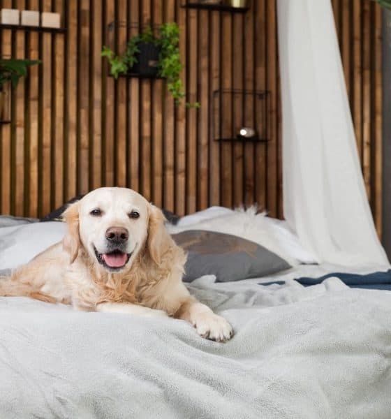 Perro descansando en hotel Foto Shutterstock