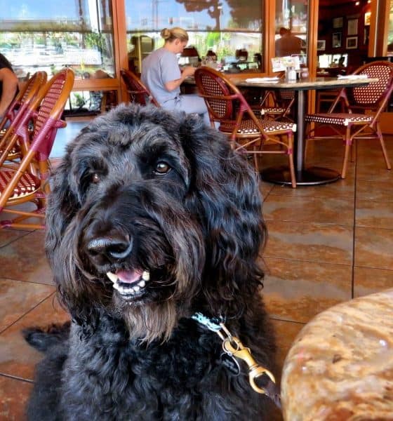 Perro en restaurante Foto Bennilover