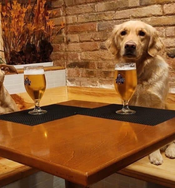 Perros en EntreDogs Café, uno de los mejores lugares pet friendly del mundo Foto DonnutBirra