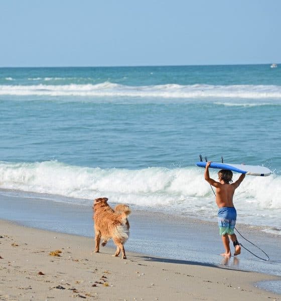 playa pet friendly Foto Archivo