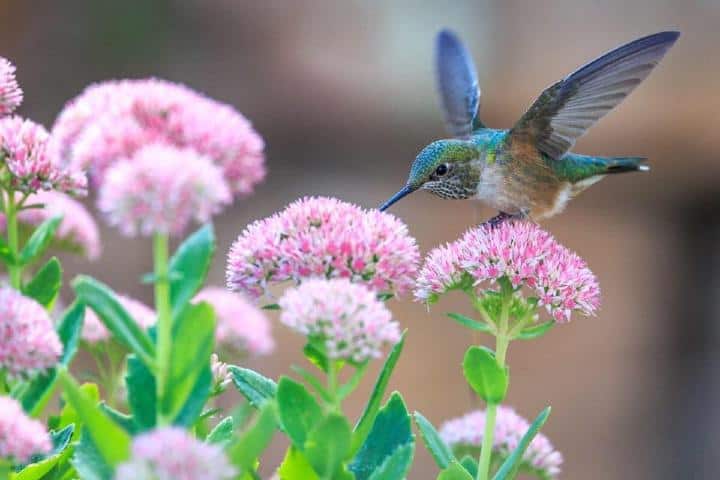 ¡Ten suerte cuando encuentres un colibrí! Foto: Pxhere