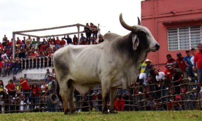 Fiestas y ferias en Tlacotalpan. Foto: Tonatiuh Mendez Carrizosa