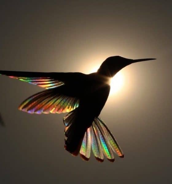 Leyenda del colibrí maya Foto mxcity