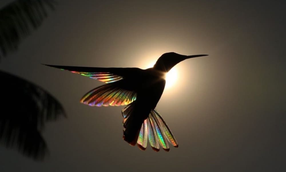 Leyenda del colibrí maya Foto mxcity