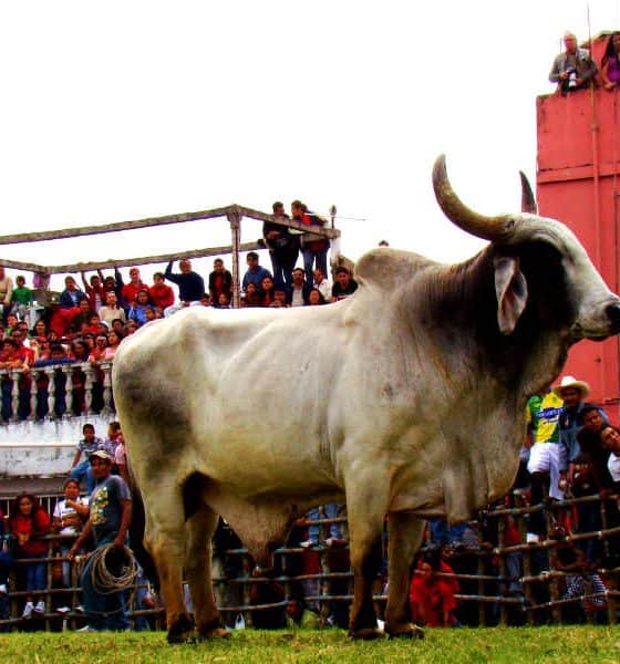 Fiestas, ferias y clima Foto: Tonatiuh Mendez Carrizosa