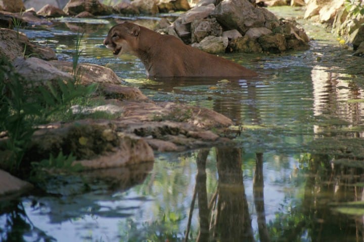 Animales salvajes en la Reserva de Sian Ka’an Foto: Comisión Natural de Áreas Naturales Protegidas