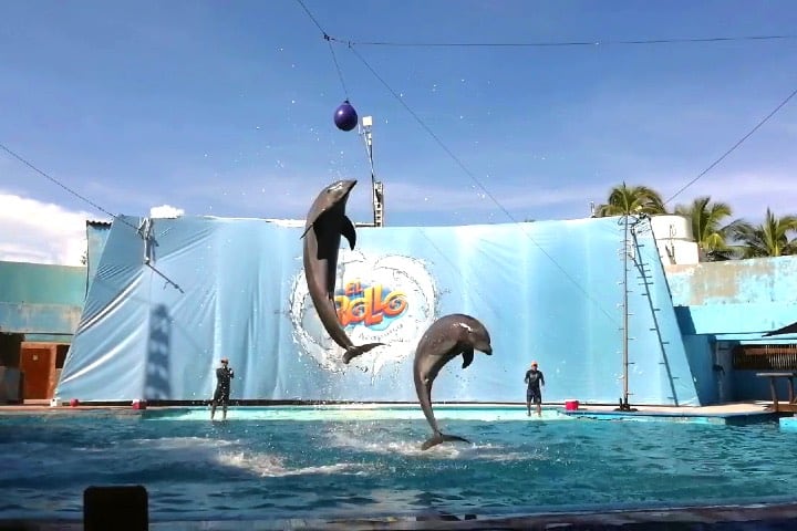 Show de delfines en Parque Acuático El Rollo