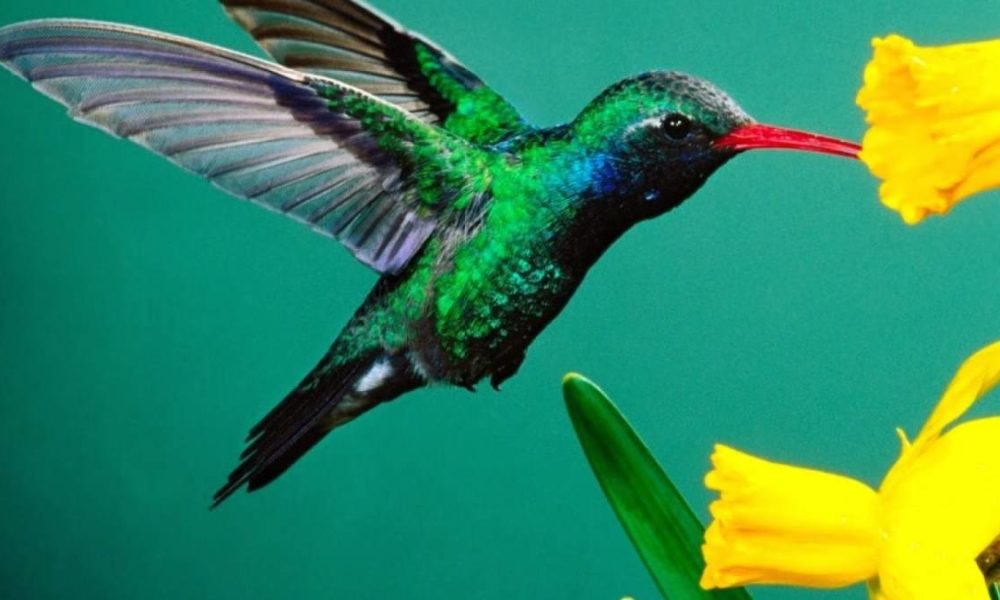 leyenda del colibri maya