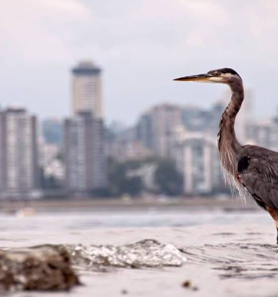 La naturaleza regresó Foto: Agencias inc