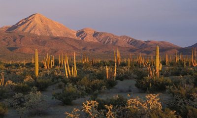 Zona desertica del Vizcaíno Foto Áreas protegidas de México