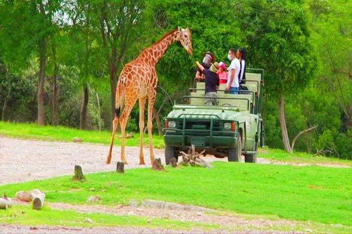Actividades en Africam Safari. Foto: Top Adventure