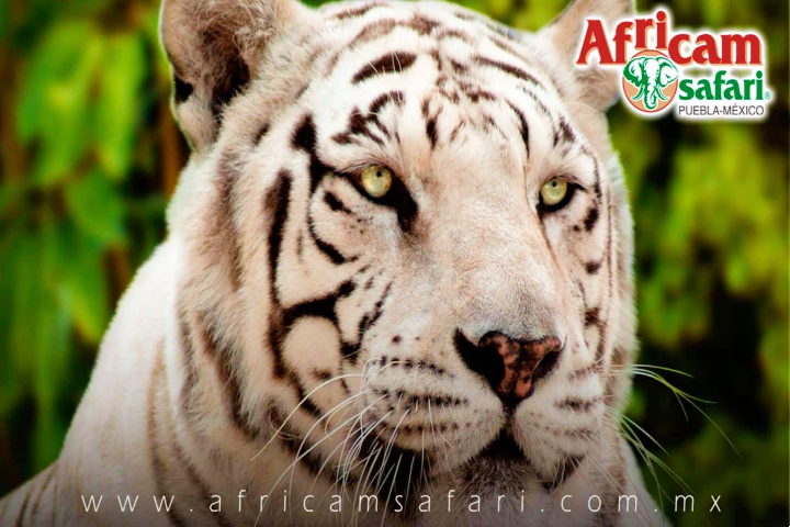Africam Safari. Foto:  Yo Soy Puebla