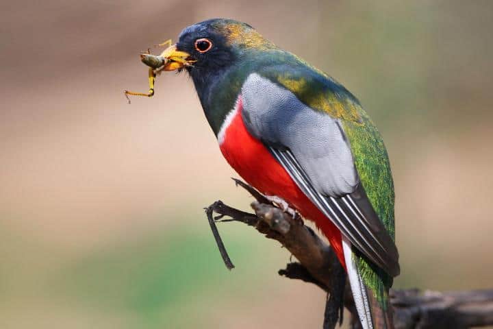 Pájaro Bandera, es una hermosura. Foto: National Audubon Society.