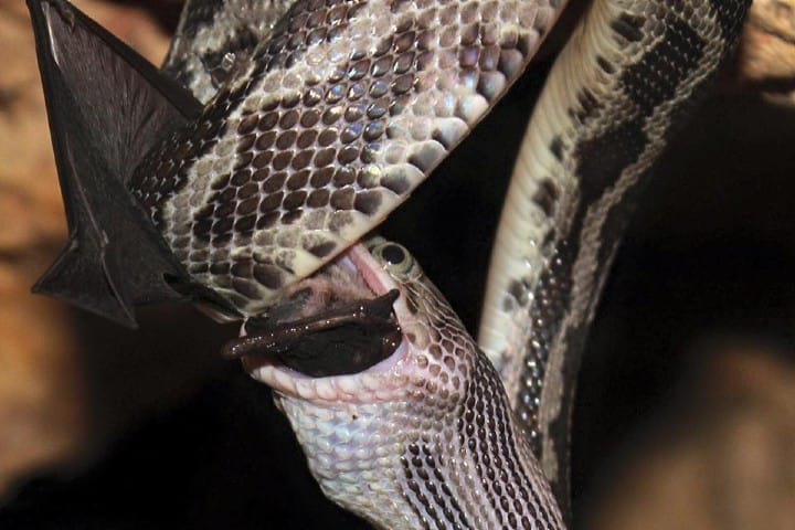 ¡Impresionante! Una serpiente comiendo un murciélago en la cueva de Kantemó. Foto: La Voz del Pueblo Maya