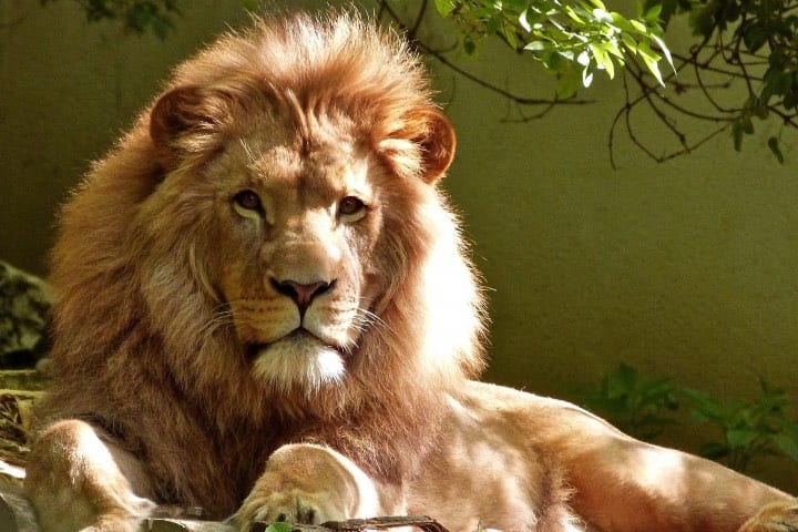 Una sección es exclusiva para leones Foto Africam Safari | Safari