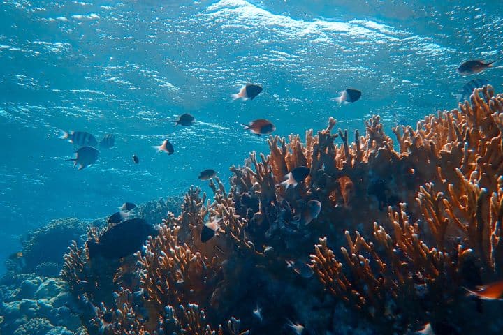 Explora todo el ecosistema que se encuentra en el Arrecife Mesoamericano. Foto: Francesco Ungaro | Unplash