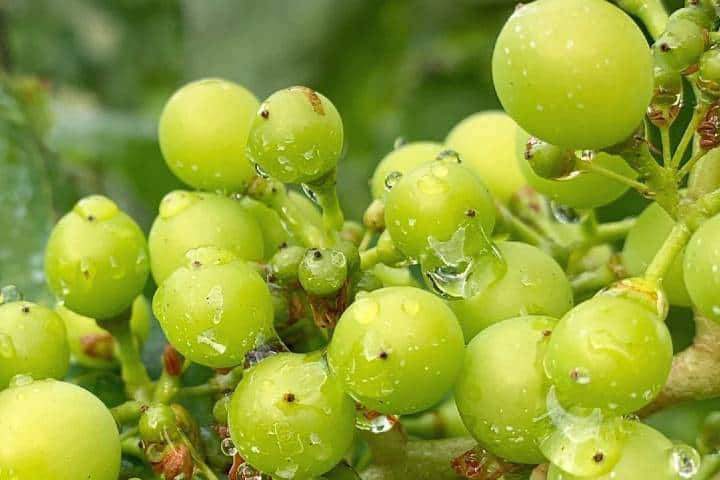 Frutos de los viñedos Foto: lavinaventura | Instagram
