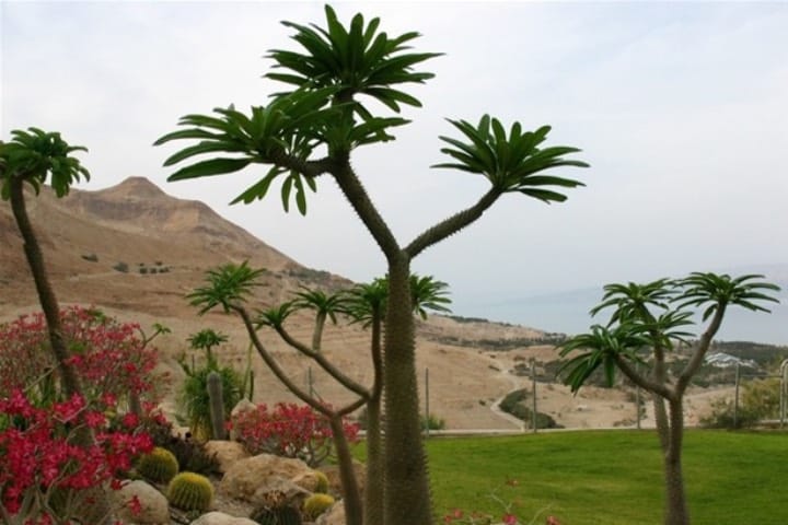 Jardín botanico Ein Gedi Foto: Israel y Oriente Medio