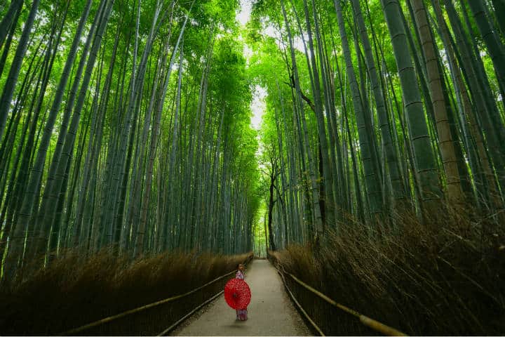 Kioto Bosque de bambú Arashiyama. lugar mágico. Foto Walter Mario Stein Unsplash