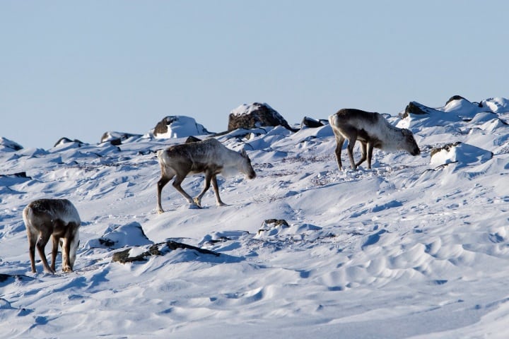 Una manada de caribúes cruzando la pesada nieve Foto: Tourist Destinations