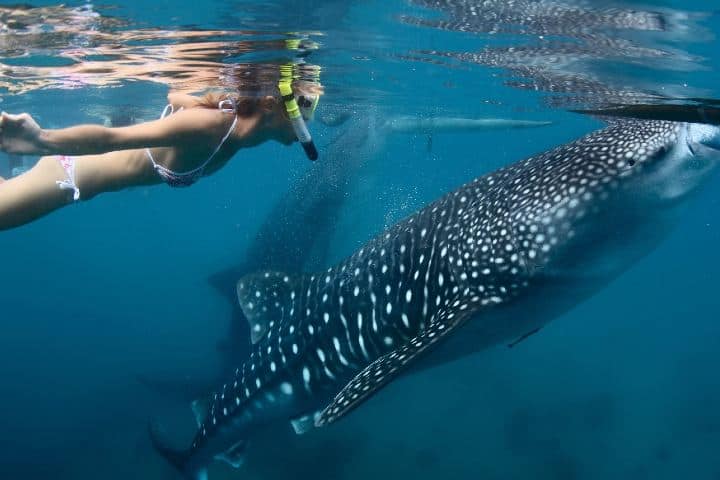 Los lugares para bucear en Baja California te permiten hacerlo con el Tiburón Ballena. Foto: Archivo