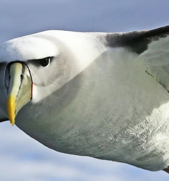 El imponente y magistral ave albatros surcando los cielos Foto: Sexado de Aves