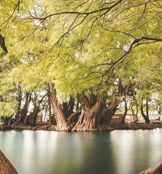 Arboles en Lago Camécuaro Foto: de Pasión x Michoacán