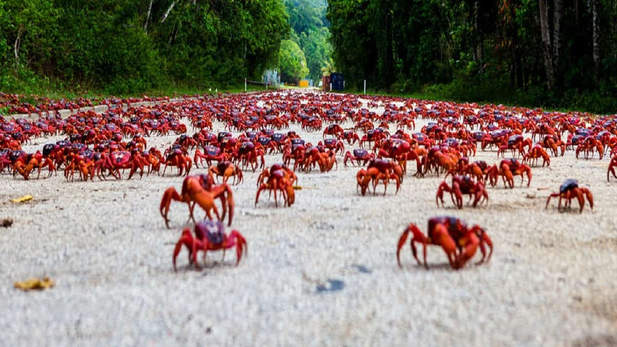 Es momento de saber acerca de la migración del Cangrejo Rojo. Foto: Una breve historia